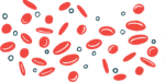 An illustration of red blood cells.