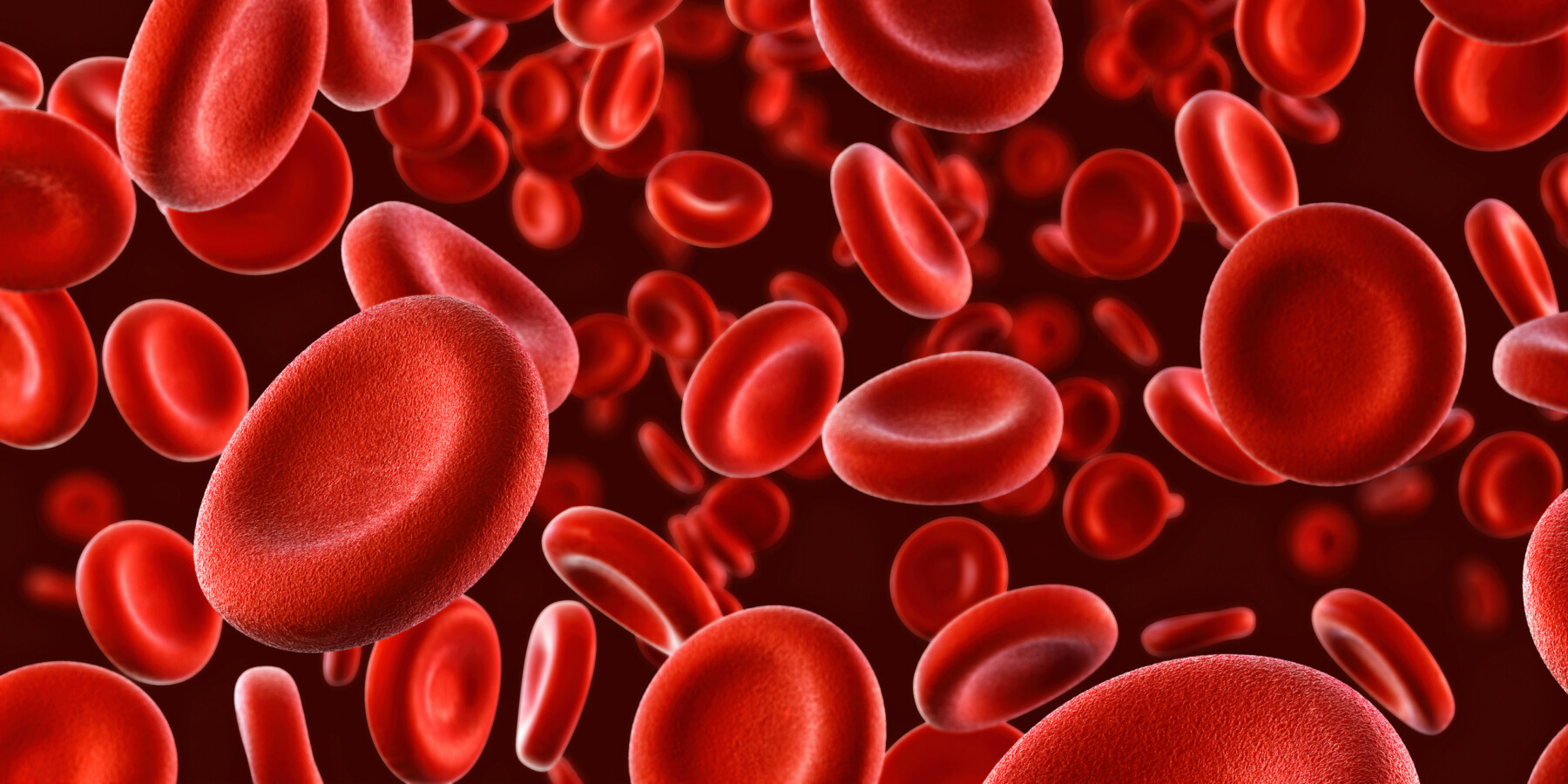 Dozens are red blood cells are seen close up.